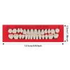84Pcs False Teeth Dental Complete Acrylic Resin Denture Teeth,3 Sets Halloween Horror Teeth Synthetic Resin Teeth Temporary Crowns for Halloween Makeup Cosplay Costume Party Ornament Supplies(White) view 2