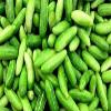 TAJ Family Tindora Frozen Vegetable Gourde Indienne Indian Origin 1000G Pack of 1 view 2