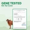 Auric A2 Bilona Desi Cow Ghee 1 liter- Vedic Bilona Method -Traditional Curd Churned -Lab Tested - Danedar Ghee -Grass Fed Cow -Glass Jar view 4
