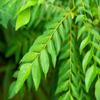 Fresh Curry Leaves I 45G I Pack of 1 view 2