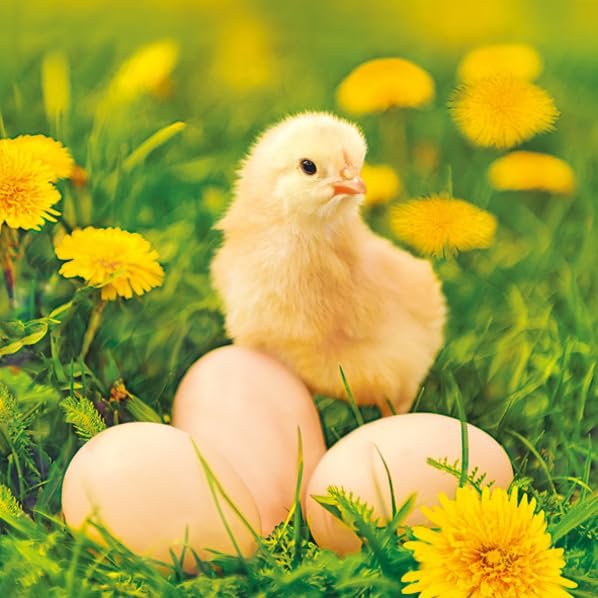 20 Napkins Easter Chicks on Eggs and Dandelions as Table Decoration Paper Napkins with Motif Also for Decoupage and Decoupage 33 x 33 cm