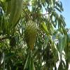 100% Soursop HIGH DOSE Fruit Extract, 4000 mg per Serving /180 caps. /No Pesticides, Additives, Flow Aids 10:1 Extract/ 180 Capsules of 400 mg view 3