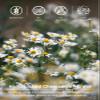 TeeLux Chamomile Tea Bags 100 Count, Pure Natural Chamomile Flowers, Soothing, Caffeine Free Herbal Tea, Biodegradable Tea Bags view 3