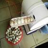120W Egg Washing Machine Automatic Egg Cleaning Machine Commercial Chicken Duck Goose Egg Brushing Machine Egg Surface Cleaning Egg Washing Cleaning Machine Duck Egg Cleaning Machine view 4