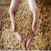 Maven Wholefoods Organic Rye Grain 500g | GMO Free | Vegan | High Fibre | Certified Organic | No Additives or Preservatives | Nutritious and Flavourful | Ideal for Baking, and Cooking (500g) view 3