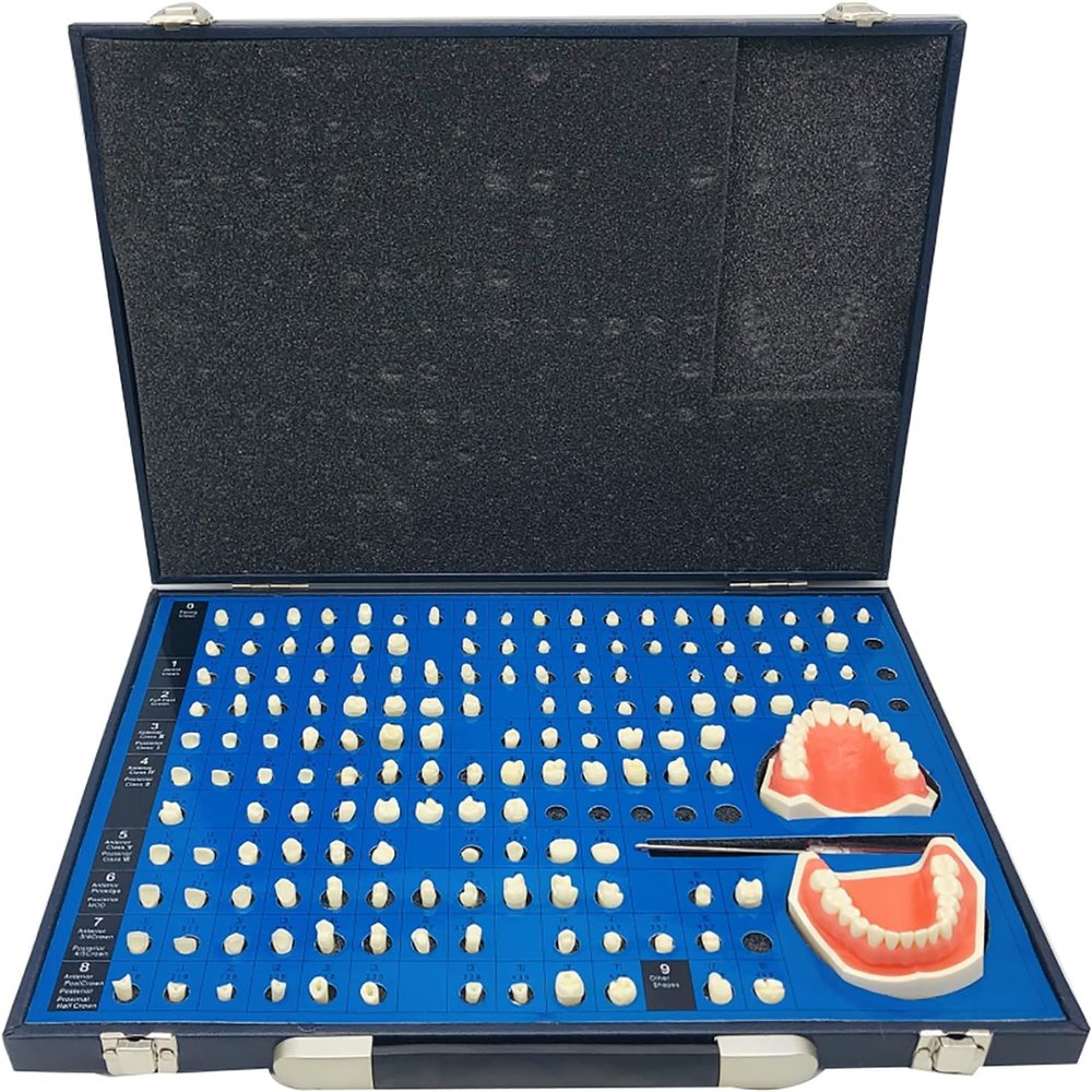 XXRLSUDJ Teeth Model, 151 Pcs Dental Anatomy Model, Full Mouth Disassembly Tooth Model, Soft Gums Learning Exercises Tooth Extraction for Operative Dentistry and Prosthodontics Teaching Demonstration.