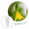 Happyyami 6pcs Cucumber Growing Molds Vegetable Fruit Garden Vegetable Shaping Molds Shaping for Garden view 3