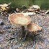 ALIBOOSTER - Tiger Milk Mushroom | Tiger Milk Mushroom | 420mg x 30 view 2