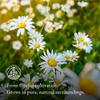 Chamomile Tea Monte Nativo (250g) - Dried Chamomile Flowers - Camomile - Aromatic and 100% Pure and Natural Loose Leaf Herbal Tea Without Additives - As a healthy, refreshing infusion view 3