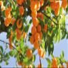 STAUDS Wien Oma Staud Finely Sieved Apricots 225g (7.94 Oz) - Grandma Staud Apricot Jam - Made in Austria view 4