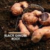 Black Ginger Extract 1950mg  High Strength 4% Dimethoxyflavone (6mg) - 90 Vegan Capsules (3 Month Supply) - Resealable and Recyclable Pouch  by Alpha01 view 4