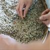 Ethiopian 2kg Green Coffee Beans For Home Roasting Yirgacheffe Green/Raw 100% Arabica Coffee Beans view 3