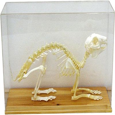 Animal Skeleton Model, Rabbit Bone Specimen Sculpture with Display Case, Animal Bone Specimen for Science Education, DIY Home&Office Decor..