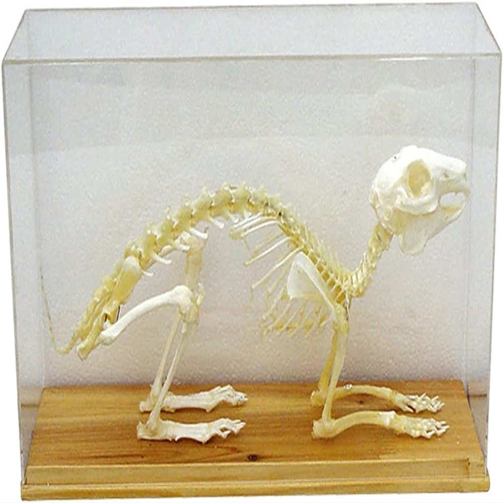 Animal Skeleton Model, Rabbit Bone Specimen Sculpture with Display Case, Animal Bone Specimen for Science Education, DIY Home&Office Decor..