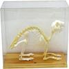 Animal Skeleton Model, Rabbit Bone Specimen Sculpture with Display Case, Animal Bone Specimen for Science Education, DIY Home&Office Decor.. view 1