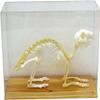 Animal Skeleton Model, Rabbit Bone Specimen Sculpture with Display Case, Animal Bone Specimen for Science Education, DIY Home&Office Decor.. view 2
