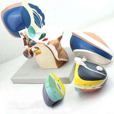Diencephalon Model 3X Enlarged Human Anatomical Telencephalon Thalamus Model Anatomical Brain 4 Parts for Science Classroom Study Display Teaching Model.