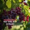 Red Vine Leaf Extract 650mg - 30% Polyphenols (195mg) Equivalent to 9,750mg Red Vine Leaf - 90 Vegan Capsules - Resealable and Recyclable Pouch  by Alpha01 view 4