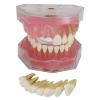 PLABNK Soft Gingival Tooth Model, Fully Disassembled Learning Practice Tooth Extraction Model,Dental Model Soft Gums,Natural view 1