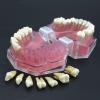 PLABNK Soft Gingival Tooth Model, Fully Disassembled Learning Practice Tooth Extraction Model,Dental Model Soft Gums,Natural view 3