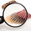 10X Handheld Reading Magnifier for Seniors for Book Newspaper Reading, Insect and Hobby Observation, Classroom Science Beauty Comes view 3