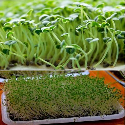 4000+ Organic Chia Seeds for Sprouting microgreens