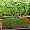 4000+ Organic Chia Seeds for Sprouting microgreens view 1