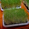 4000+ Organic Chia Seeds for Sprouting microgreens view 2