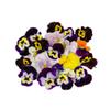 Fine Food Specialist Viola Flowers, Edible, 1 x Punnet view 1
