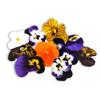 Fine Food Specialist Viola Flowers, Edible, 1 x Punnet view 2