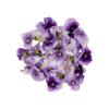 Fine Food Specialist Viola Flowers, Edible, 1 x Punnet view 3