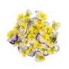 Fine Food Specialist Viola Flowers, Edible, 1 x Punnet view 4