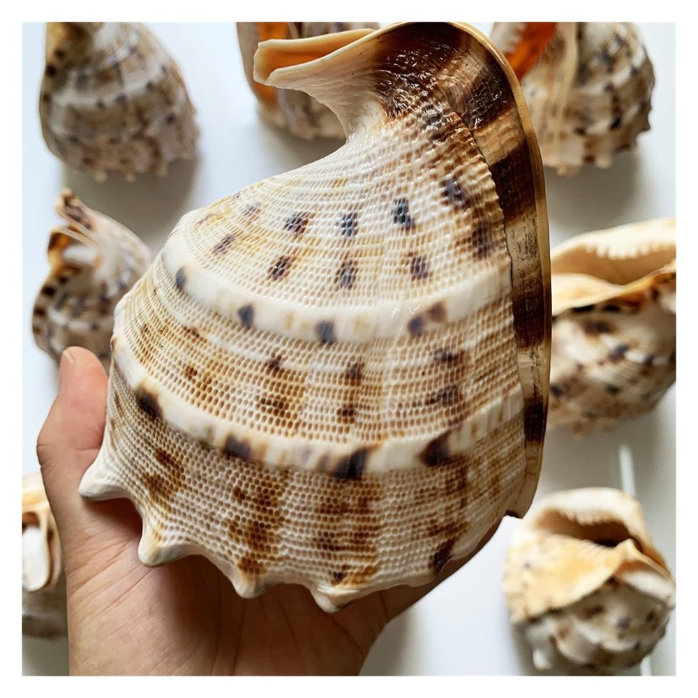 CZAOINCU Home Collections 10-14cm Natural Conch Shell Large Hermit Crab Conch Tang Crown Snail Home Garden Office Decoration