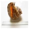 CZAOINCU Home Collections 10-14cm Natural Conch Shell Large Hermit Crab Conch Tang Crown Snail Home Garden Office Decoration view 2