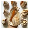 CZAOINCU Home Collections 10-14cm Natural Conch Shell Large Hermit Crab Conch Tang Crown Snail Home Garden Office Decoration view 3