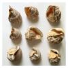 CZAOINCU Home Collections 10-14cm Natural Conch Shell Large Hermit Crab Conch Tang Crown Snail Home Garden Office Decoration view 4
