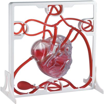 Cardiac Blood Circulation Model Anatomical Models, Heart Blood Circulation Biological Science Experiment for Teacher Educational Teaching Human Models.