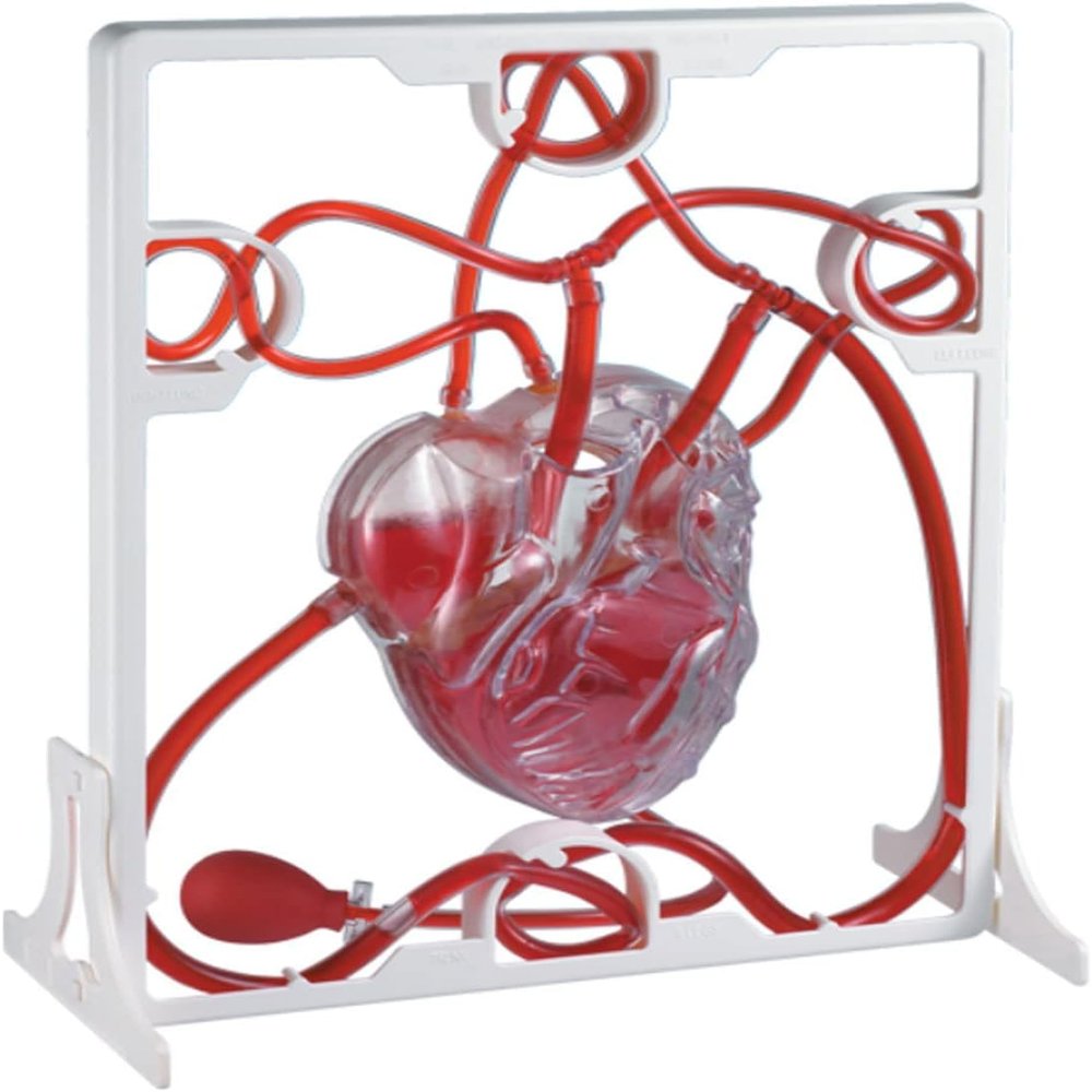 Cardiac Blood Circulation Model Anatomical Models, Heart Blood Circulation Biological Science Experiment for Teacher Educational Teaching Human Models. 