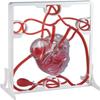 Cardiac Blood Circulation Model Anatomical Models, Heart Blood Circulation Biological Science Experiment for Teacher Educational Teaching Human Models.  view 1