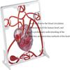 Cardiac Blood Circulation Model Anatomical Models, Heart Blood Circulation Biological Science Experiment for Teacher Educational Teaching Human Models.  view 2
