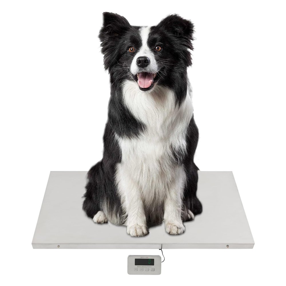 CAULO Postal Scales,Livestock Scale,w/Stainless Steel Platform 31.5 x 20.9 in,Scales Large Pet Vet Scale Platform Electronic Postal Shipping Scale