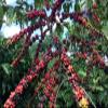Black Tucano Brazilian Specialty Medium Roast Premium Blend Coffee - Premium 86+ Points Whole Bean - 250g 24 Pack view 4