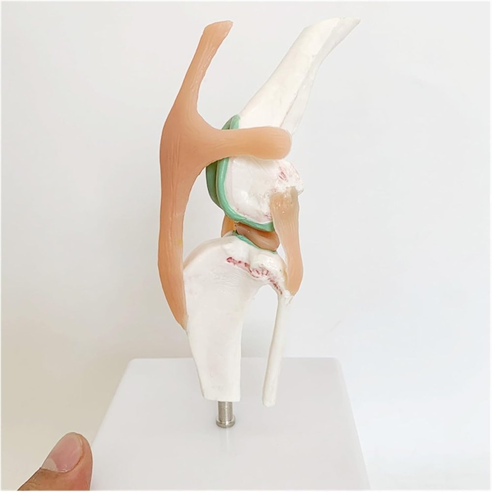Dog Skeleton Model Canine Dog Knee Joint, Anatomical Canine Ligament Function Model for Sale Medical Anatomy Meridian Surgery Model Skeleton Shadow Anatomia.