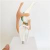 Dog Skeleton Model Canine Dog Knee Joint, Anatomical Canine Ligament Function Model for Sale Medical Anatomy Meridian Surgery Model Skeleton Shadow Anatomia. view 1