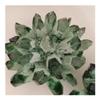 CZAOINCU Crystal 750-850g 1pc Natural Green Phantom Quartz Crystal Cluster Gemstone Geode Adornment Suitable for Home Office Decoration view 1