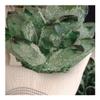 CZAOINCU Crystal 750-850g 1pc Natural Green Phantom Quartz Crystal Cluster Gemstone Geode Adornment Suitable for Home Office Decoration view 3