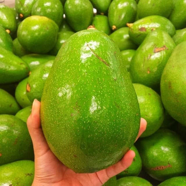 Large Green Avocado I Fresh I Caribbean I Pack of 5