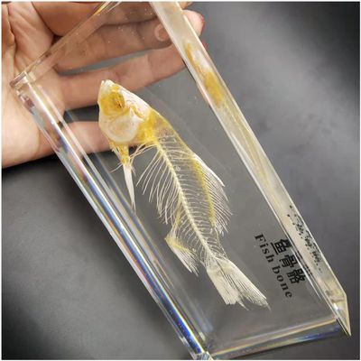 Fish Skeleton Model, Real Fish Skeleton Specimen Paperweight in Acrylic Block Paperweights Science Classroom Specimens for Science Education Animal Specimen.