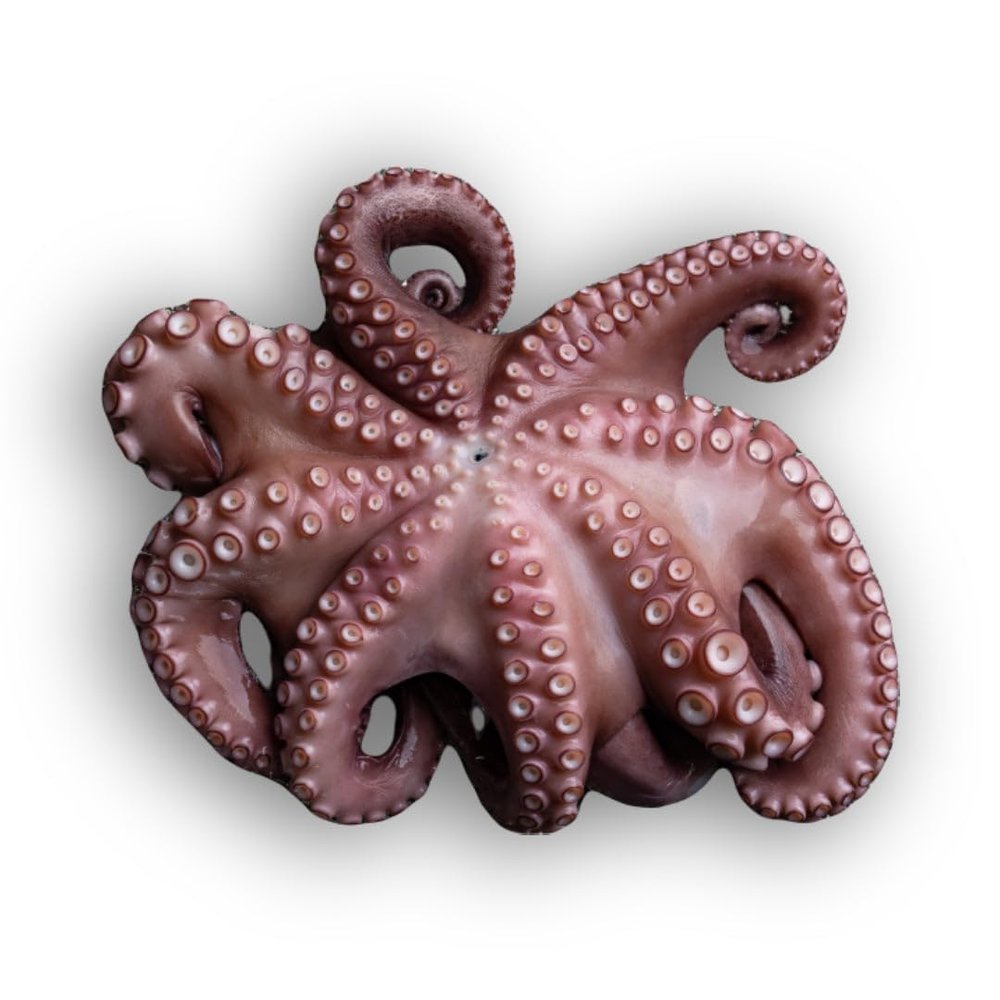 Frozen Whole Raw Cleaned Octopus 2-3kg x 5 Packs