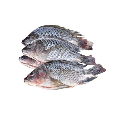Frozen Gutted and Scaled Black Tilapia 2.5kg x 2 Packs